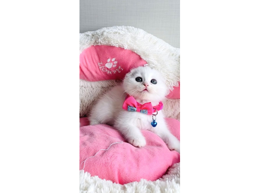 Pamuk White Scptısh Fold Bebeklerim görsel