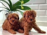 Adana_Petclup