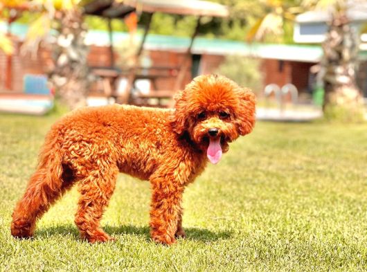 Kurabiye Tadında Poodle Bebeklerimiz görsel