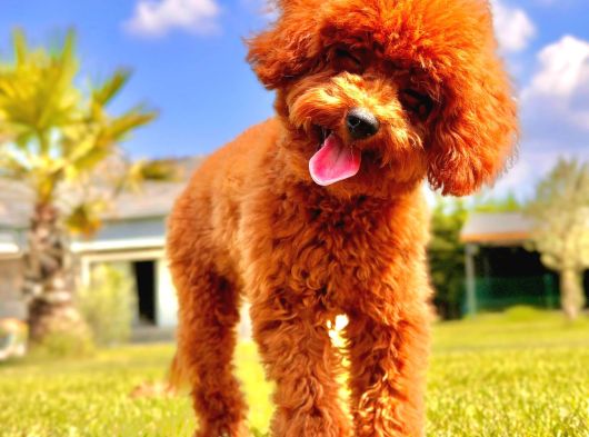 Kurabiye Tadında Poodle Bebeklerimiz