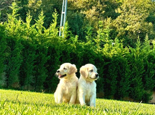 Birinci Sınıf Golden Yavruları görsel