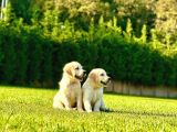 Birinci Sınıf Golden Yavruları