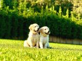 Birinci Sınıf Golden Yavruları