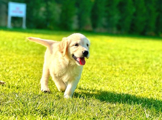Birinci Sınıf Golden Yavruları görsel