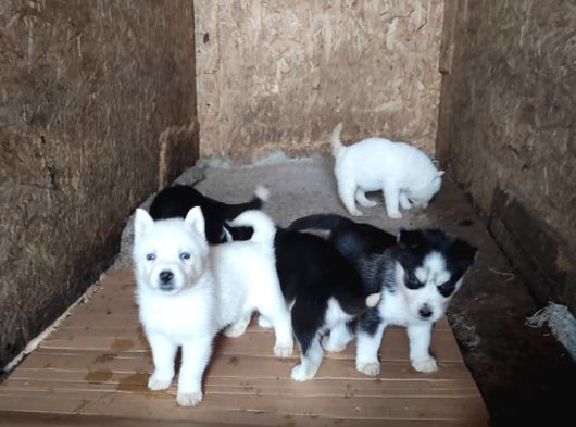 Üst Kalite Sibirya Kurdu Yavruları görsel