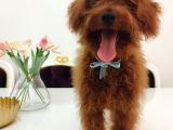 Red Brown Üst Kalite 5 Aylık Erkek Kore Poodle