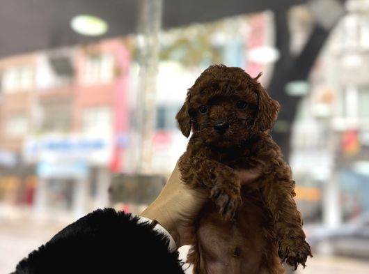 Toy Poodle Yavrular görsel