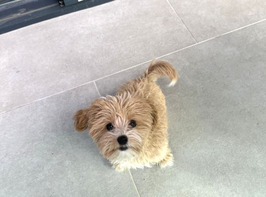 4 Aylik Asilari Yapilmis Maltipoo Yavrusu görsel