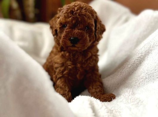 Safkan Toy Poodle Yavrularımız