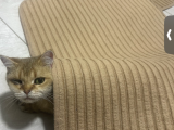 Golden Kız