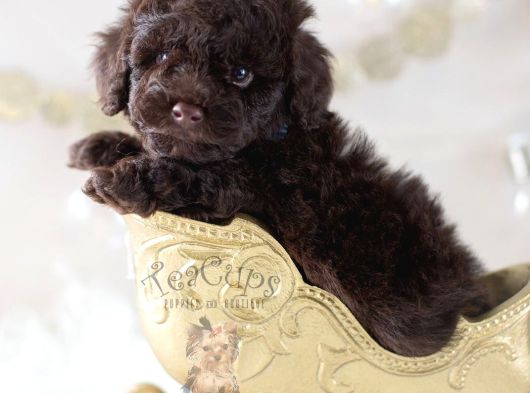 Teacup Chocolate Ibrown Poodle Bebek