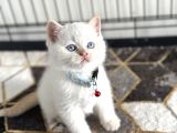 A Kalite Yavrularımız Yeni Yuvasını Arıyor