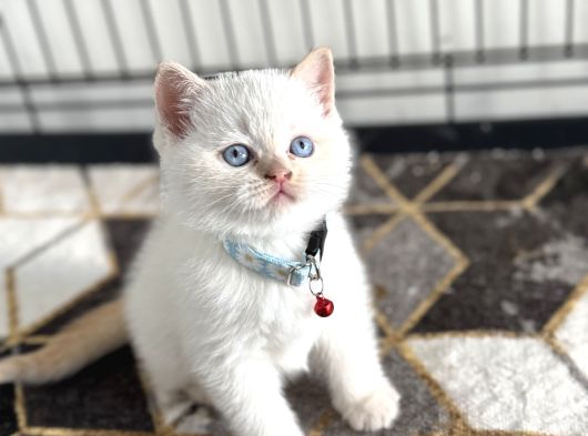 A Kalite Yavrularımız Yeni Yuvasını Arıyor görsel