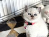 A Kalite Yavrularımız Yeni Yuvasını Arıyor