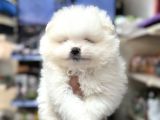 A Kalite Ayıcık Surat Pomeranian Yavrularımız
