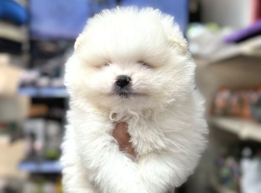 A Kalite Ayıcık Surat Pomeranian Yavrularımız görsel
