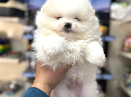 A Kalite Ayıcık Surat Pomeranian Yavrularımız görsel