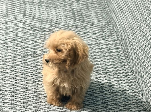 3 Aylık Dişi Poodle görsel