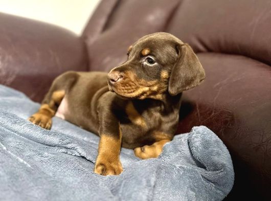 Bi̇blo Gi̇bi̇ Doberman Yavrulari görsel