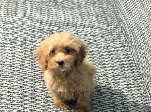 3 Aylık Dişi Poodle