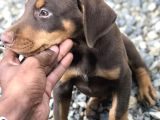 Safkan Üreti̇mden Ki̇ng Doberman Yavrular