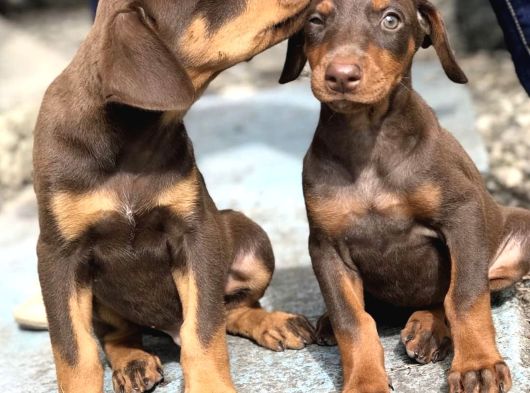 Safkan Üreti̇mden Ki̇ng Doberman Yavrular
