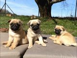 PUG MOPS KARDEŞLER