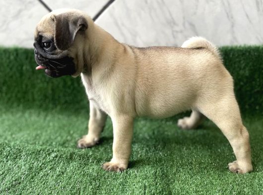 Safkan Pug Mops Bebekler görsel