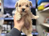 Tüy Dökmeyen Koku Yapmayan Bebekler Maltipoo
