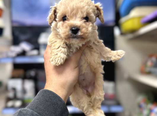 Tüy Dökmeyen Koku Yapmayan Bebekler Maltipoo görsel