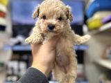 Tüy dökmeyen koku yapmayan bebekler maltipoo