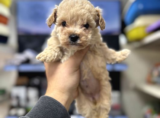 Tüy Dökmeyen Koku Yapmayan Bebekler Maltipoo