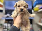 Tüy Dökmeyen Koku Yapmayan Bebekler Maltipoo