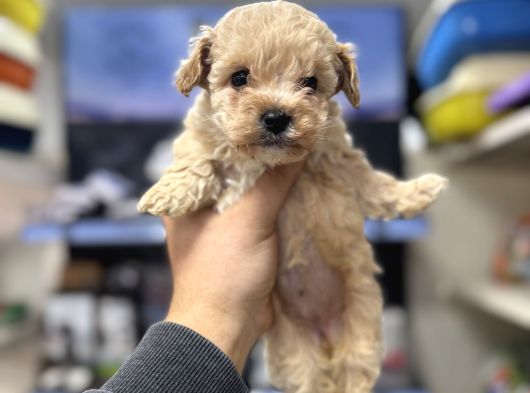 Tüy Dökmeyen Koku Yapmayan Bebekler Maltipoo görsel