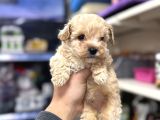 Tüy Dökmeyen Koku Yapmayan Bebekler Maltipoo