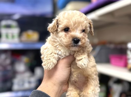Tüy Dökmeyen Koku Yapmayan Bebekler Maltipoo görsel