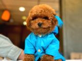 Safkan Toy Poodle Yavrularımız