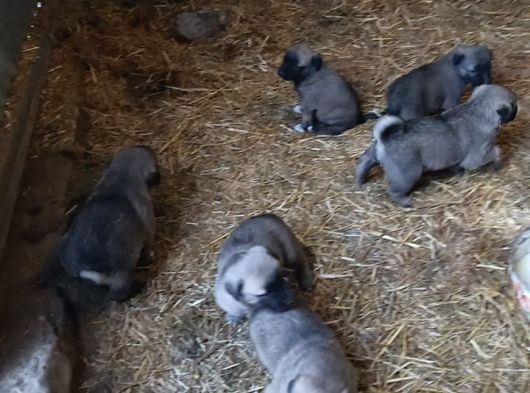 Kangal Sivasdan Alınır  Orjinal görsel
