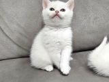 Aile Sıcaklığnda Büyüyen  Scottish Fold British Yvrlr