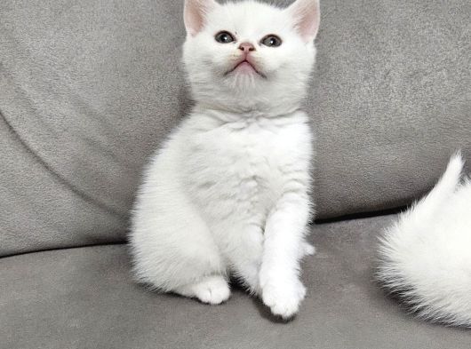 Aile Sıcaklığnda Büyüyen  Scottish Fold British Yvrlr görsel