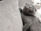 Aile Sıcaklığnda Büyüyen  Scottish Fold British Yvrlr