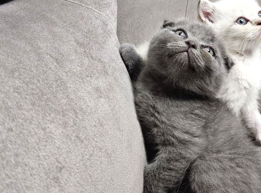 Aile Sıcaklığnda Büyüyen  Scottish Fold British Yvrlr görsel