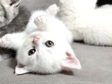Aile Sıcaklığnda Büyüyen  Scottish Fold British Yvrlr