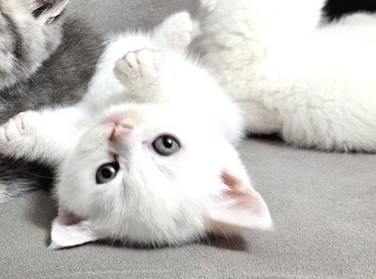 Aile Sıcaklığnda Büyüyen  Scottish Fold British Yvrlr görsel