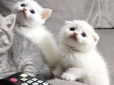 Aile sıcaklığnda büyüyen  scottish fold british yvrlr