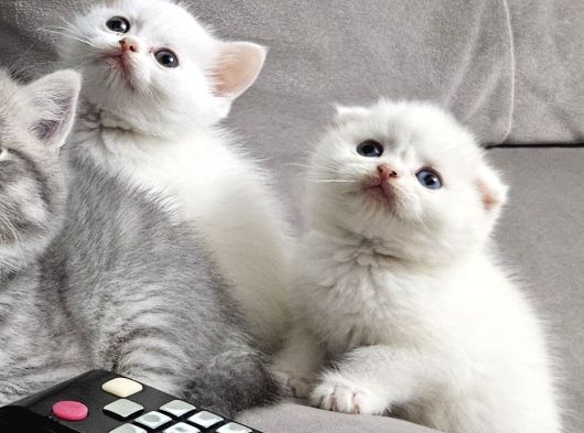 Aile Sıcaklığnda Büyüyen  Scottish Fold British Yvrlr