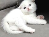 Aile Sıcaklığnda Büyüyen  Scottish Fold British Yvrlr