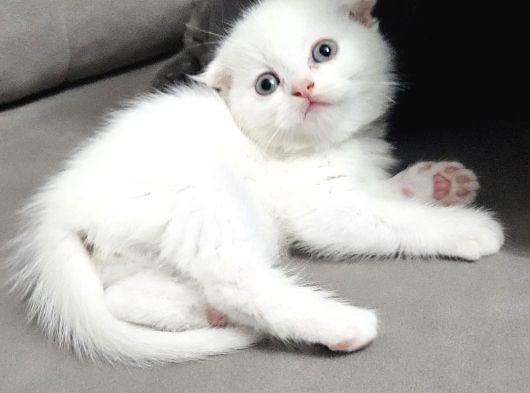 Aile Sıcaklığnda Büyüyen  Scottish Fold British Yvrlr görsel