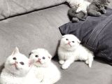 Aile Sıcaklığnda Büyüyen  Scottish Fold British Yvrlr