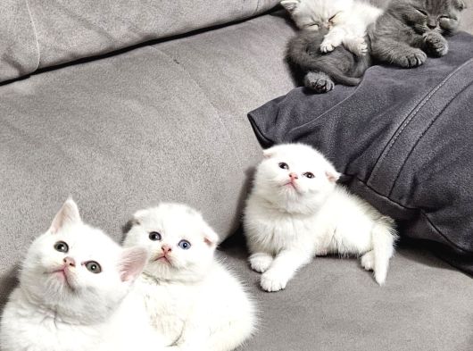Aile Sıcaklığnda Büyüyen  Scottish Fold British Yvrlr görsel